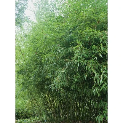 GROW By OBI Bisset-Bambus Topf-Ø Ca. 26 Cm Phyllostachys Bissetii 6 GROW By OBI Bisset-Bambus Topf-Ø Ca. 26 Cm Phyllostachys Bissetii – Bild 4