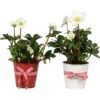 Christrose Im Weihnachtstopf Aus Zink Topf Ø Ca. 12 Cm Helleborus Niger -Pola Pflanz Geschaft 5197512 4883 1