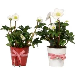 Christrose Im Weihnachtstopf Aus Zink Topf Ø Ca. 12 Cm Helleborus Niger