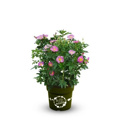 OBI Strauchrose "Rosy Boom ®" Wildlife Rosa Höhe Ca. 20 - 30 Cm Topf Ca. 6 L 3 OBI Strauchrose "Rosy Boom ®" Wildlife Rosa Höhe Ca. 20 - 30 Cm Topf Ca. 6 L