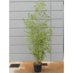 GROW By OBI Gold-Bambus Topf-Ø Ca. 26 Cm Phyllostachys -Pola Pflanz Geschaft 621186 4104 1 1
