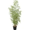 GROW By OBI Gold-Bambus Topf-Ø Ca. 26 Cm Phyllostachys -Pola Pflanz Geschaft 621186 4104 1