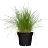 GROW By OBI Rasen-Schmiele Topf-Ø Ca. 19 Cm Deschampsia Cespitos -Pola Pflanz Geschaft 640625 3358 01