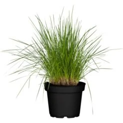 GROW By OBI Rasen-Schmiele Topf-Ø Ca. 19 Cm Deschampsia Cespitos