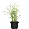 GROW By OBI Zebraschilf "Strictus Dwarf" Topf-Ø Ca. 19 Cm Miscanthus Sinensis 2 GROW By OBI Zebraschilf "Strictus Dwarf" Topf-Ø Ca. 19 Cm Miscanthus Sinensis -Pola Pflanz Geschaft 640765 3358 01