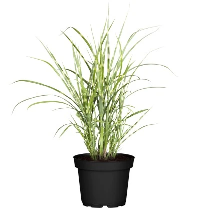 GROW By OBI Zebraschilf "Strictus Dwarf" Topf-Ø Ca. 19 Cm Miscanthus Sinensis 3 GROW By OBI Zebraschilf "Strictus Dwarf" Topf-Ø Ca. 19 Cm Miscanthus Sinensis