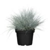 GROW By OBI Blauschwingel "Cool As Ice" Topf-Ø Ca. 19 Dekogras Festuca Glauca 1 GROW By OBI Blauschwingel "Cool As Ice" Topf-Ø Ca. 19 Dekogras Festuca Glauca -Pola Pflanz Geschaft 640784 3358 01