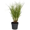 GROW By OBI Zebraschilf "Strictus" Topf-Ø Ca. 19 Cm Dekogras Miscanthus Sinensis -Pola Pflanz Geschaft 643874 3358 01