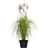 GROW By OBI Chinaschilf "Red Chief" Topf-Ø Ca.19 Cm Dekogras Miscanthus Sinensis -Pola Pflanz Geschaft 643901 3358 01
