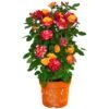 GROW By OBI Rose Gelb-Pink "Planters Punch" Höhe Ca. 20 - 30 Cm Topf Ca. 6 L -Pola Pflanz Geschaft 658041 3358 01