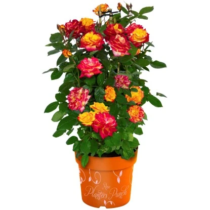 GROW By OBI Rose Gelb-Pink "Planters Punch" Höhe Ca. 20 - 30 Cm Topf Ca. 6 L 3 GROW By OBI Rose Gelb-Pink "Planters Punch" Höhe Ca. 20 - 30 Cm Topf Ca. 6 L