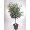 GROW By OBI Olivenbaum Stamm Ca. 140 Cm Olea Europaea -Pola Pflanz Geschaft 667188 3358 1