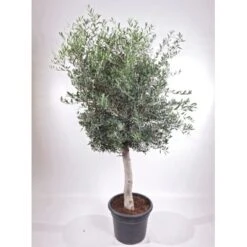 GROW By OBI Olivenbaum Stamm Ca. 140 Cm Olea Europaea