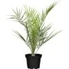 Kanarische Dattelpalme Höhe Ca. 160 Cm Topf-Ø Ca. 30 Cm Phoenix Canariensis -Pola Pflanz Geschaft 667207 3358 1