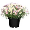 GROW By OBI Strauchmargerite Farbmix Topf-Ø Ca. 18 Cm Argyranthemum Frutescens 1 GROW By OBI Strauchmargerite Farbmix Topf-Ø Ca. 18 Cm Argyranthemum Frutescens -Pola Pflanz Geschaft 673044 3358 01