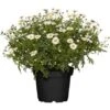 GROW By OBI Strauchmargerite Weiß Topf-Ø Ca. 18 Cm Argyranthemum Frutescens -Pola Pflanz Geschaft 673046 3358 01