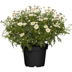 GROW By OBI Strauchmargerite Weiß Topf-Ø Ca. 18 Cm Argyranthemum Frutescens