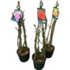 Kletterrose "Courtyard Gestäbt" Höhe Ca. 20 - 30 Cm Topf Ca. 4 L Rosa Hybride 1 Kletterrose "Courtyard Gestäbt" Höhe Ca. 20 - 30 Cm Topf Ca. 4 L Rosa Hybride -Pola Pflanz Geschaft 674271 3358 1