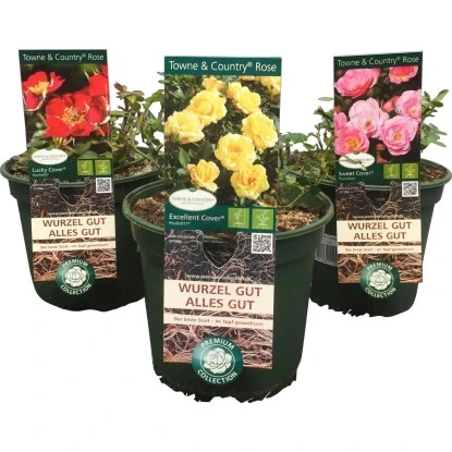 Rose "Town And Country" Höhe Ca. 20 - 30 Cm Topf Ca. 3 L Rosa Hybride 3 Rose "Town And Country" Höhe Ca. 20 - 30 Cm Topf Ca. 3 L Rosa Hybride