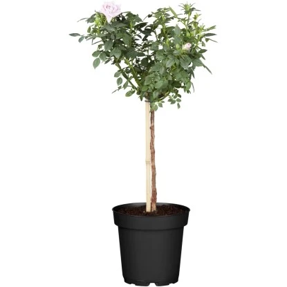 Halbstammrosen Höhe Ca. 50 Cm Topf Ca. 5 L Rosa Hybride 3 Halbstammrosen Höhe Ca. 50 Cm Topf Ca. 5 L Rosa Hybride