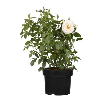 Beetrose Weiß Höhe Ca. 20 - 30 Cm Topf Ca. 4,6 L Rosa Hybride 3 Beetrose Weiß Höhe Ca. 20 - 30 Cm Topf Ca. 4,6 L Rosa Hybride