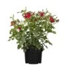 Duftrose Rot Höhe Ca. 20 - 30 Cm Topf Ca. 4,6 L Rosa Hybride -Pola Pflanz Geschaft 674752