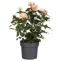 Rosenbusch Höhe Ca. 100 - 120 Cm Topf Ca. 10 L Rosa Hybride