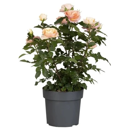 Rosenbusch Höhe Ca. 100 - 120 Cm Topf Ca. 10 L Rosa Hybride 3 Rosenbusch Höhe Ca. 100 - 120 Cm Topf Ca. 10 L Rosa Hybride
