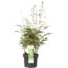 OBI Gartenbambus "Rufa" Höhe 40 - 60 Cm Topf Ca. 5 L Fargesia -Pola Pflanz Geschaft 707728 4333 01