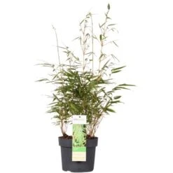 OBI Gartenbambus "Rufa" Höhe 40 - 60 Cm Topf Ca. 5 L Fargesia