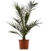 Kanarische Dattelpalme Höhe Ca. 65 Cm Topf-Ø Ca. 14 Cm Phoenix Canariensis -Pola Pflanz Geschaft 729810 3358 1