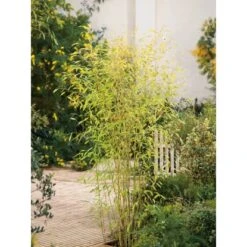 GROW By OBI Gold-Bambus Topf-Ø Ca. 26 Cm Phyllostachys -Pola Pflanz Geschaft 7399 Phyllostachys aurea 2