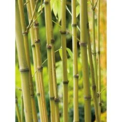GROW By OBI Gold-Bambus Topf-Ø Ca. 26 Cm Phyllostachys -Pola Pflanz Geschaft 7400 Phyllostachys aurea 3