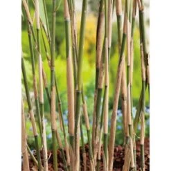 GROW By OBI Pfeil-Bambus Topf-Ø Ca. 26 Cm Arundinaria -Pola Pflanz Geschaft 7429 Pseudosasa japonica 4