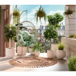 Orangenbaum Stamm XXL "Calamondin" Ca. 140 Cm - 160 Cm Citrus Mitis GROW By OBI -Pola Pflanz Geschaft 7570260 AB02 070222