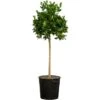 Orangenbaum Stamm XXL "Calamondin" Ca. 140 Cm - 160 Cm Citrus Mitis GROW By OBI -Pola Pflanz Geschaft 757026 3357 1