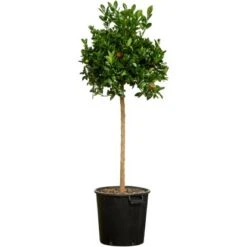 Orangenbaum Stamm XXL "Calamondin" Ca. 140 Cm - 160 Cm Citrus Mitis GROW By OBI