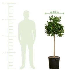 Orangenbaum Stamm XXL "Calamondin" Ca. 140 Cm - 160 Cm Citrus Mitis GROW By OBI -Pola Pflanz Geschaft 757026 VM01 220222