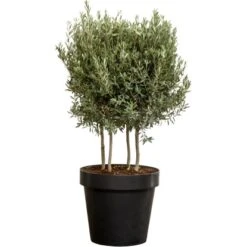 Olivenbaum XXL Multistämmig Ca. 140 Cm - 160 Cm Olea Europaea GROW By OBI