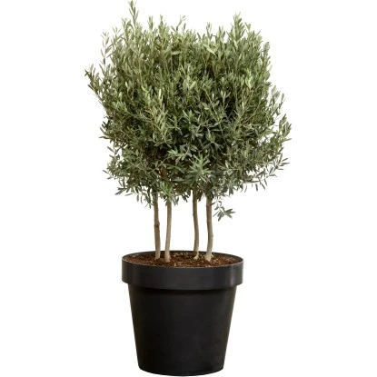 Olivenbaum XXL Multistämmig Ca. 140 Cm - 160 Cm Olea Europaea GROW By OBI 3 Olivenbaum XXL Multistämmig Ca. 140 Cm - 160 Cm Olea Europaea GROW By OBI