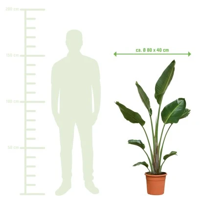 Baumstrelitzie XXL Ca. 140 Cm - 160 Cm Strelitzia Augusta GROW By OBI 5 Baumstrelitzie XXL Ca. 140 Cm - 160 Cm Strelitzia Augusta GROW By OBI – Bild 3