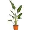 Baumstrelitzie XXL Ca. 140 Cm - 160 Cm Strelitzia Augusta GROW By OBI 1 Baumstrelitzie XXL Ca. 140 Cm - 160 Cm Strelitzia Augusta GROW By OBI -Pola Pflanz Geschaft 757130 3357 1
