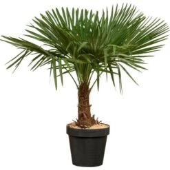 Hanfpalme XXL Ca. 140 Cm - 160 Cm Trachycarpus Fortunei GROW By OBI