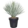 Blaublättrige Palmlilie XXL Ca. 80-100cm Topf-Ø 50cm Yucca Rostrata GROW By OBI -Pola Pflanz Geschaft 757136 3358 1