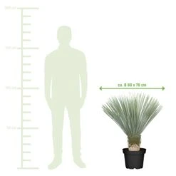 Blaublättrige Palmlilie XXL Ca. 80-100cm Topf-Ø 50cm Yucca Rostrata GROW By OBI -Pola Pflanz Geschaft 757136 VM01 220222