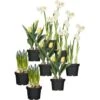 Frühjahrsboten 8er Set Tulpen, Narzissen, Traubenhyazinthen Gelb, Weiß, Blau -Pola Pflanz Geschaft 778777 3358 1