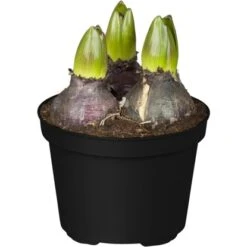 Frühjahrsboten 8er Set Tulpen, Narzissen, Traubenhyazinthen Gelb, Weiß, Blau -Pola Pflanz Geschaft 778777 3358 3