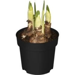 Frühjahrsboten 8er Set Tulpen, Narzissen, Traubenhyazinthen Gelb, Weiß, Blau -Pola Pflanz Geschaft 778777 3358 4