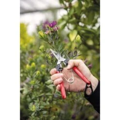 Felco Ernte- Und Leseschere 322 Mit Stahlgriffen 19 Cm 7 Felco Ernte- Und Leseschere 322 Mit Stahlgriffen 19 Cm -Pola Pflanz Geschaft 783929102061 4199 A 02