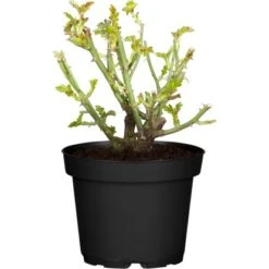 Rose "Lilly Rose Wonder" Rosa Höhe Ca. 10 - 20 Cm Topf-Ø Ca. 19 Cm Rosa Hybride